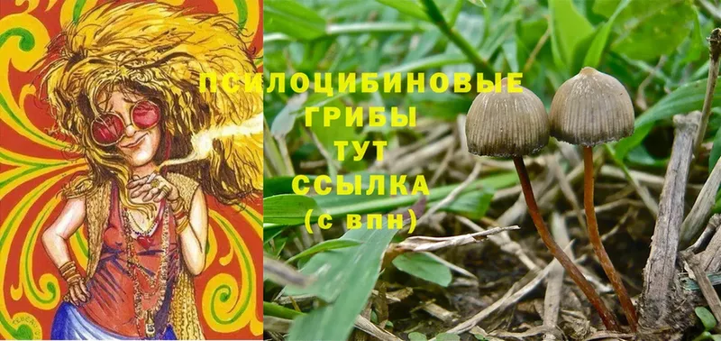 Галлюциногенные грибы Psilocybine cubensis  MEGA ссылки  Калининск 